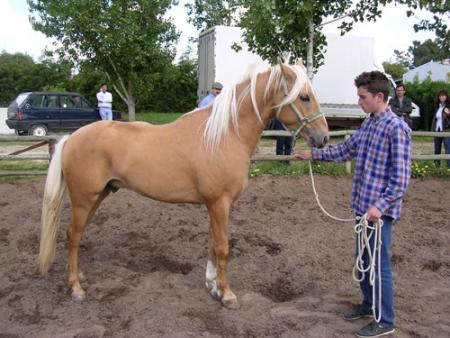 moi j aime bien les chevaux  